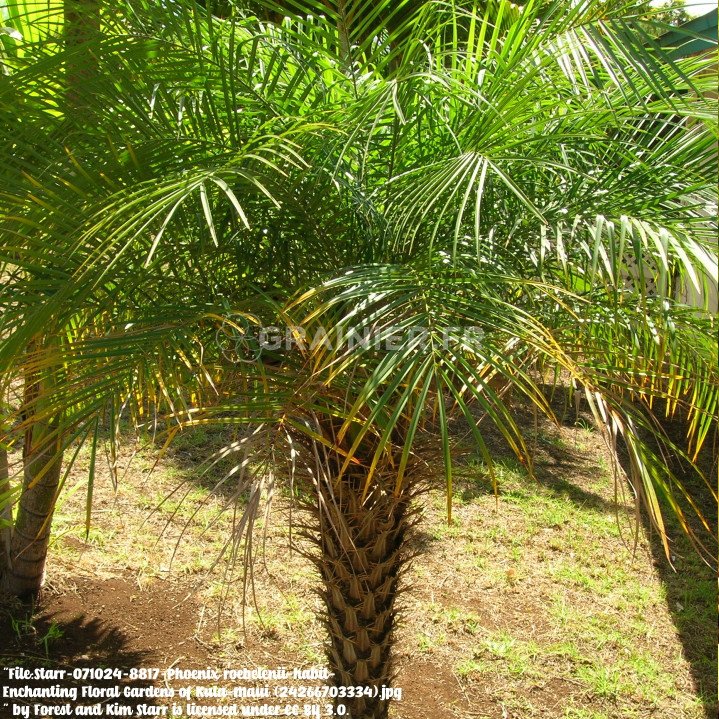 Dwarf date palm, Mekong date, Phoenix Roebelenii image